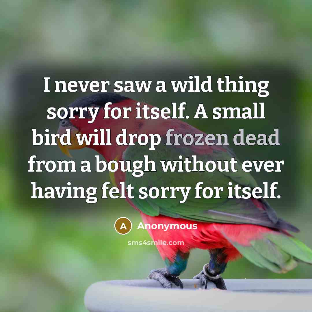 “I never saw a wild thing sorry for itself. A small bird will drop frozen dead from a bough without ever having felt sorry for itself.” quote by Anonymous