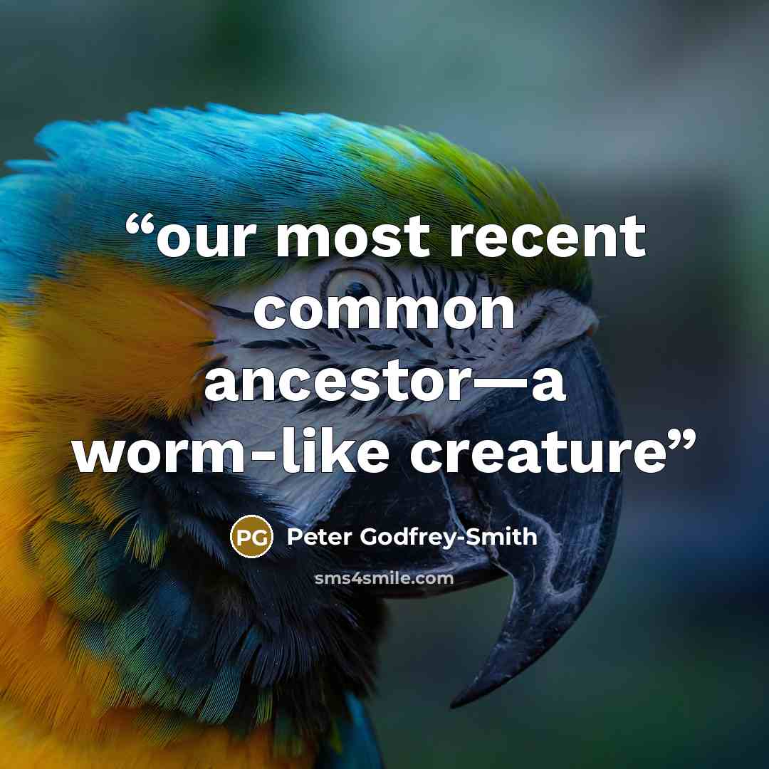 “our most recent common ancestor—a worm-like creature” quote by Peter Godfrey-Smith