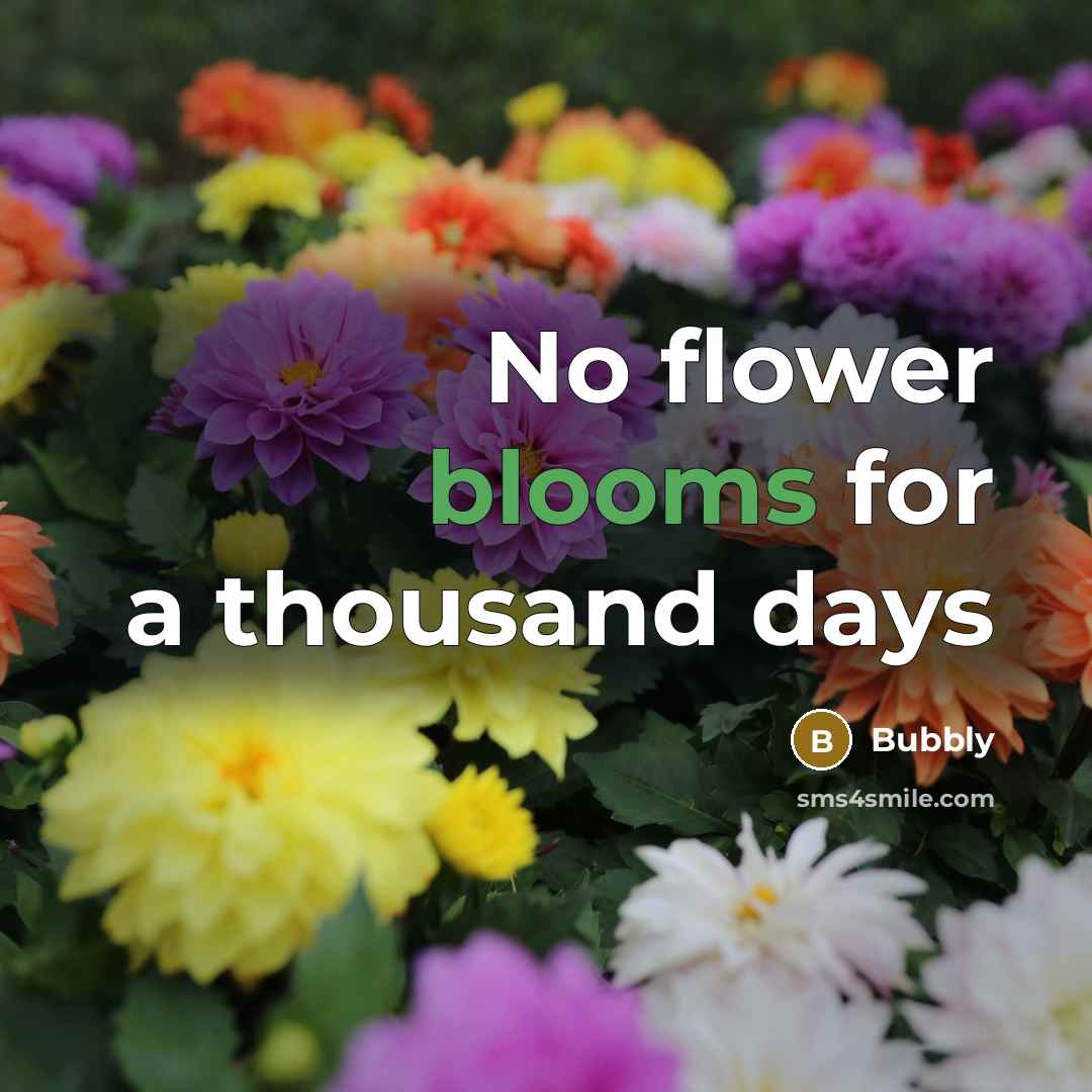 “No flower blooms for a thousand days” quote by Bubbly