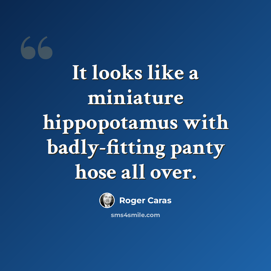 “It looks like a miniature hippopotamus with badly-fitting panty hose all over.” quote by Roger Caras