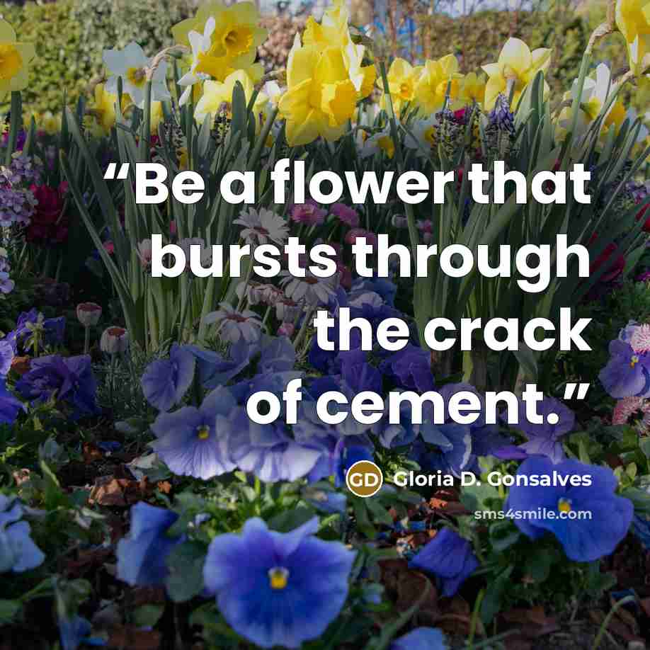 “Be a flower that bursts through the crack of cement.” quote by Gloria D. Gonsalves