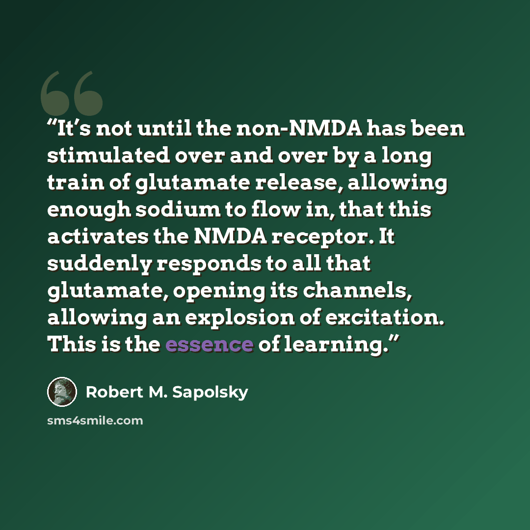 “It’s not until the non-NMDA has been stimulated over and over by a long train of glutamate release, allowing enough sodium to flow in, that this activates the NMDA receptor. It suddenly responds to all that glutamate, opening its channels, allowing an explosion of excitation. This is the essence…” quote by Robert M. Sapolsky