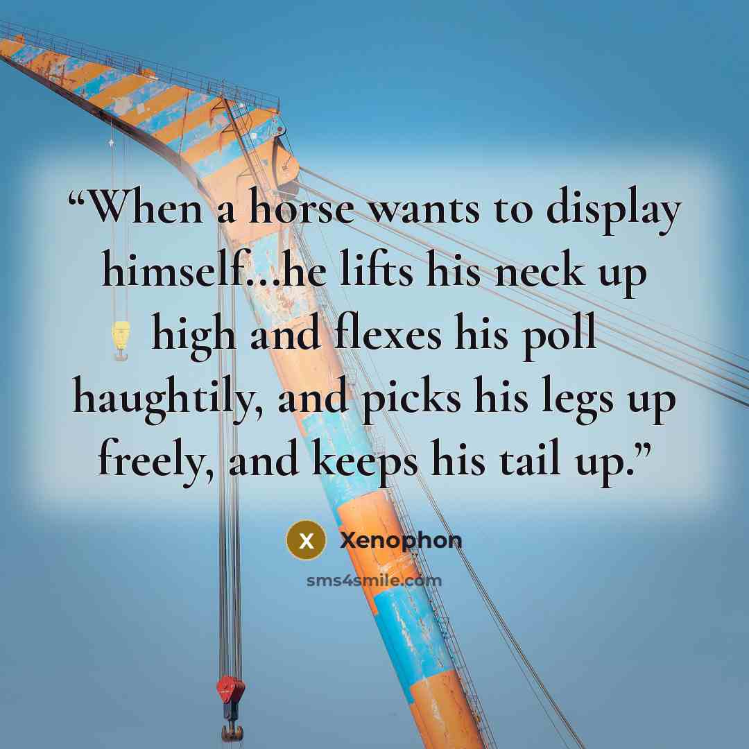 “When a horse wants to display himself...he lifts his neck up high and flexes his poll haughtily, and picks his legs up freely, and keeps his tail up.” quote by Xenophon
