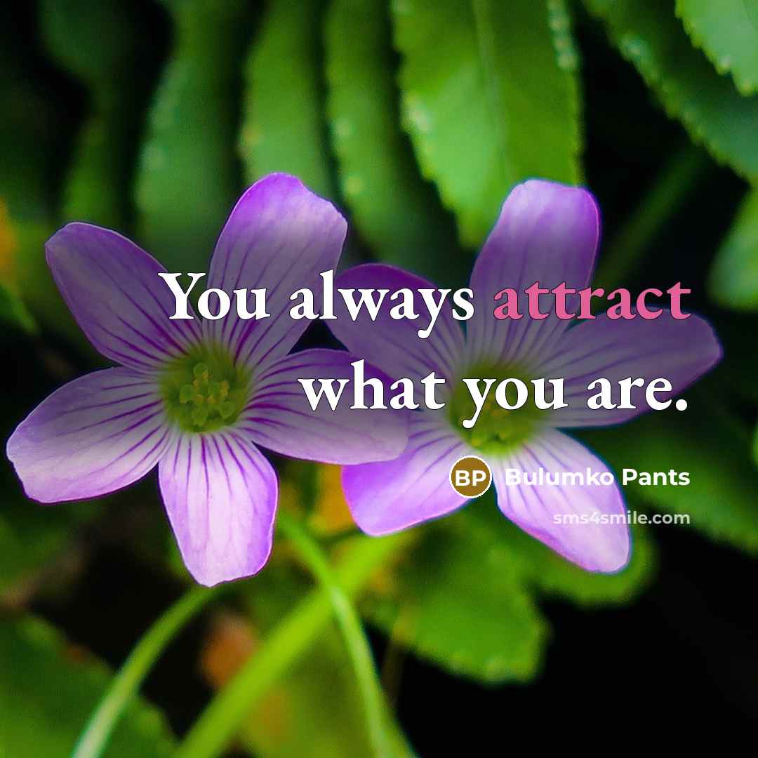 “You always attract what you are.” quote by Bulumko Pants