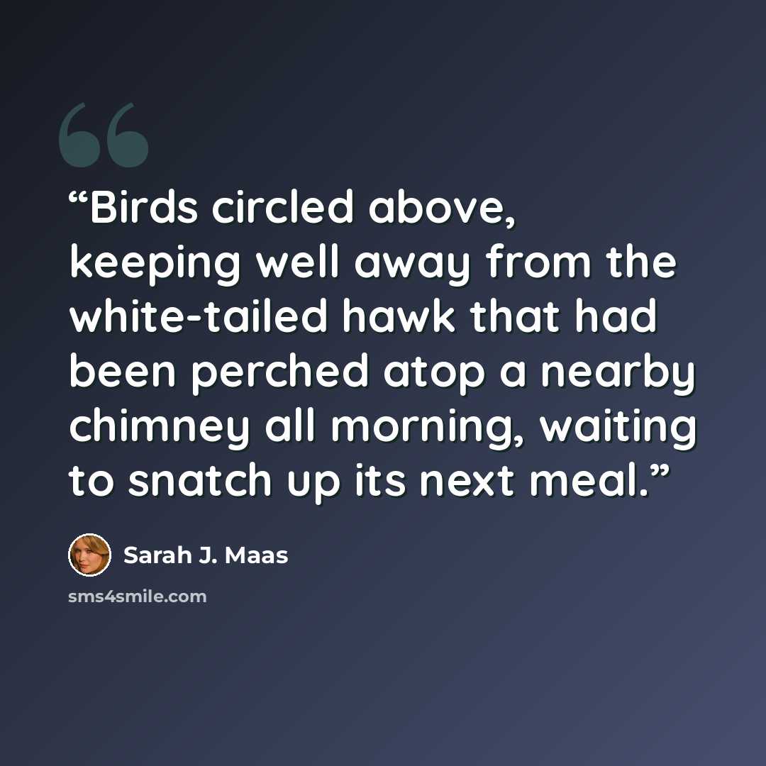 “Birds circled above, keeping well away from the white-tailed hawk that had been perched atop a nearby chimney all morning, waiting to snatch up its next meal.” quote by Sarah J. Maas