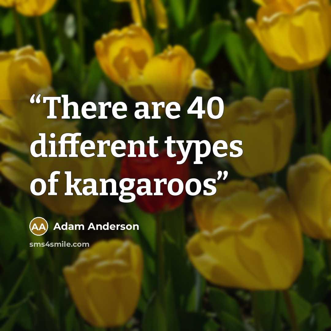 “There are 40 different types of kangaroos” quote by Adam Anderson