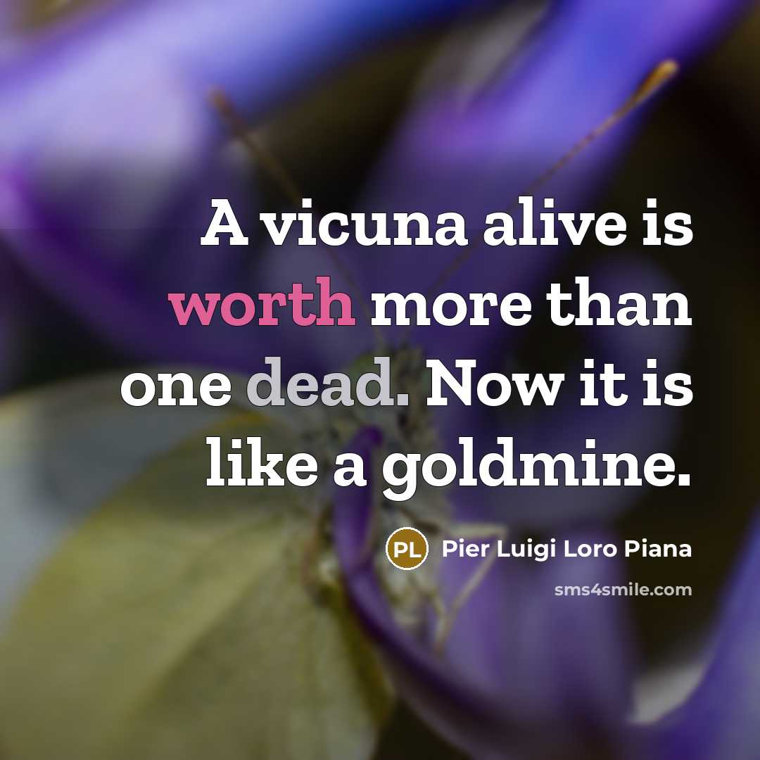“A vicuna alive is worth more than one dead. Now it is like a goldmine.” quote by Pier Luigi Loro Piana