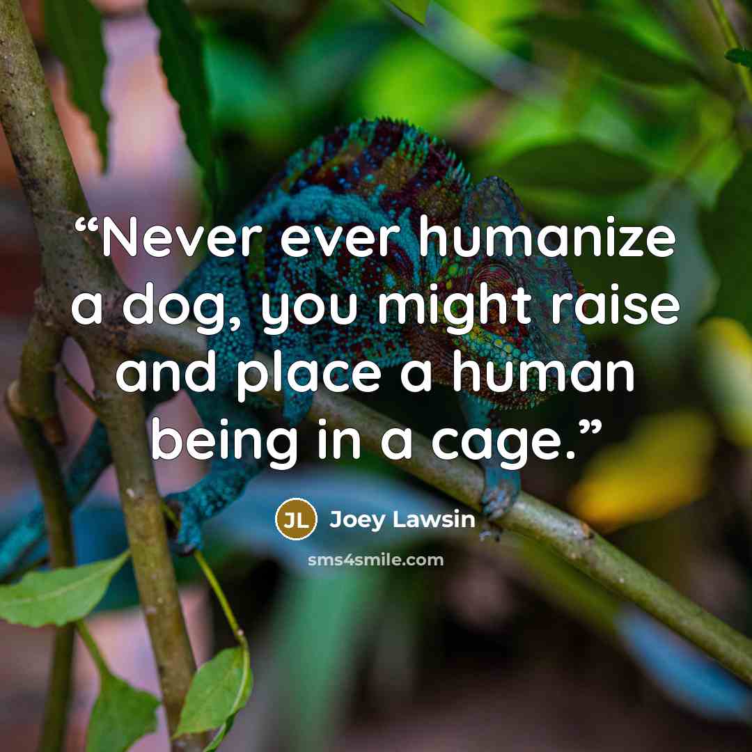 “Never ever humanize a dog, you might raise and place a human being in a cage.” quote by Joey Lawsin
