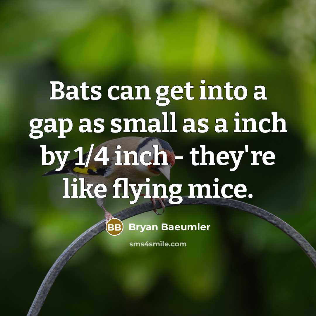 “Bats can get into a gap as small as a inch by 1/4 inch - they're like flying mice.” quote by Bryan Baeumler