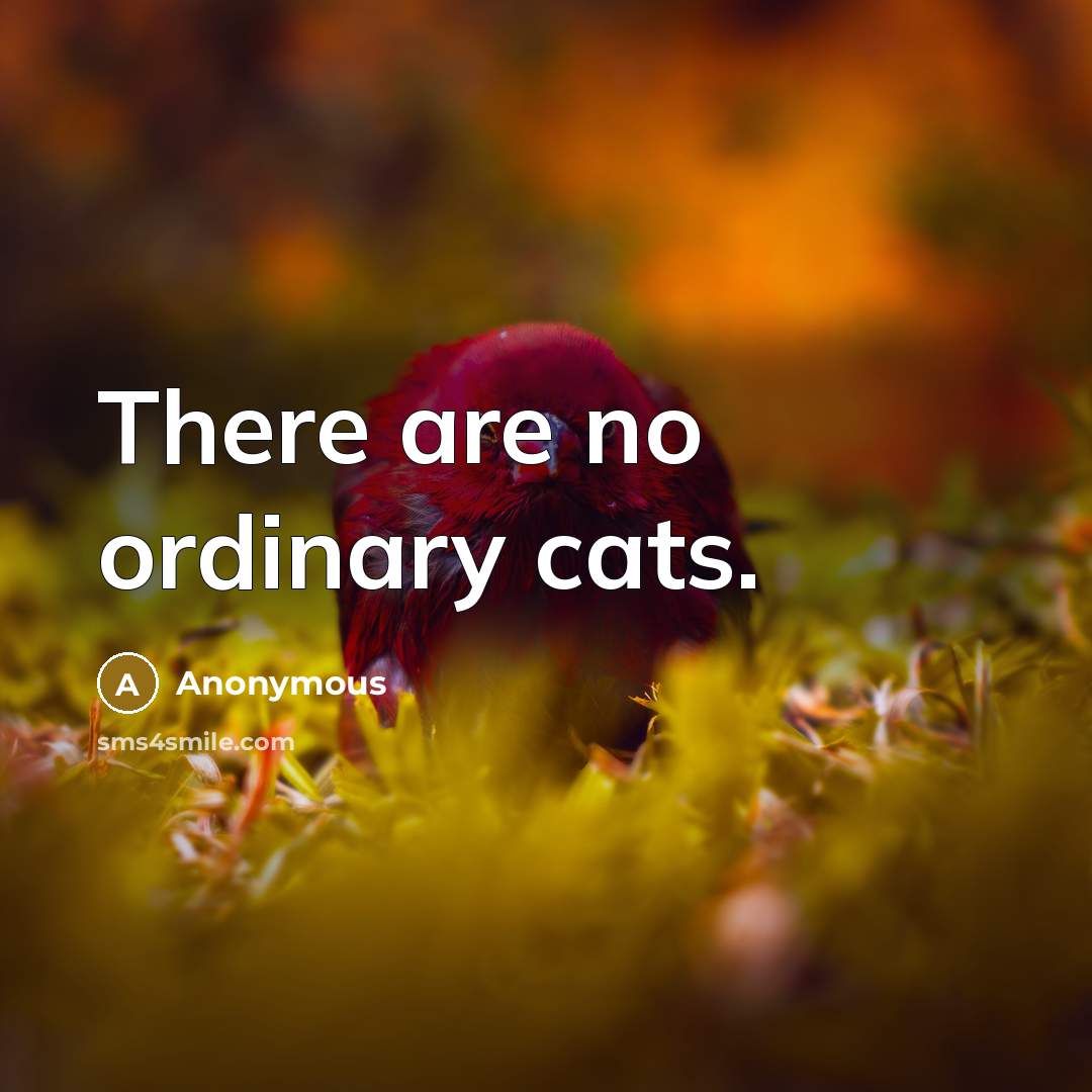 “There are no ordinary cats.” quote by Anonymous