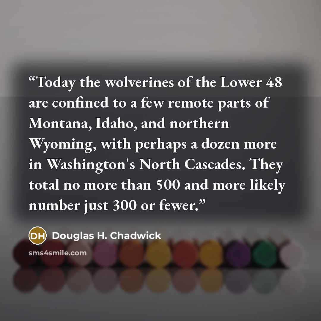 “Today the wolverines of the Lower 48 are confined to a few remote parts of Montana, Idaho, and northern Wyoming, with perhaps a dozen more in Washington's North Cascades. They total no more than 500 and more likely number just 300 or fewer.” quote by Douglas H. Chadwick