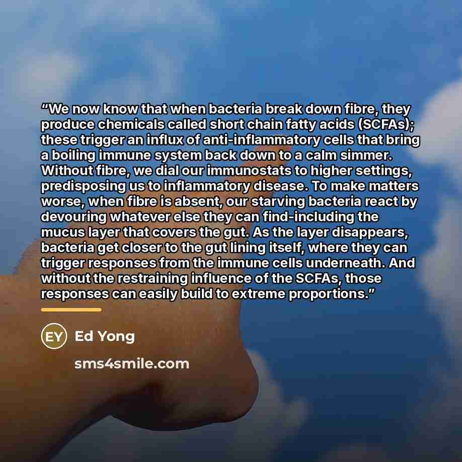 “We now know that when bacteria break down fibre, they produce chemicals called short chain fatty acids (SCFAs); these trigger an influx of anti-inflammatory cells that bring a boiling immune system back down to a calm simmer. Without fibre, we dial our immunostats to higher settings, predisposing…” quote by Ed Yong