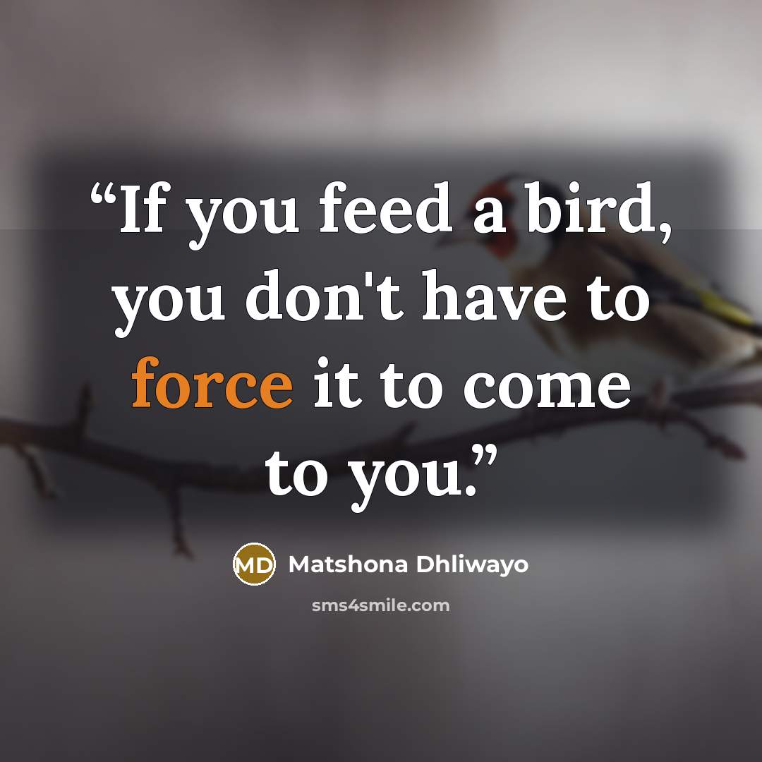 “If you feed a bird, you don't have to force it to come to you.” quote by Matshona Dhliwayo