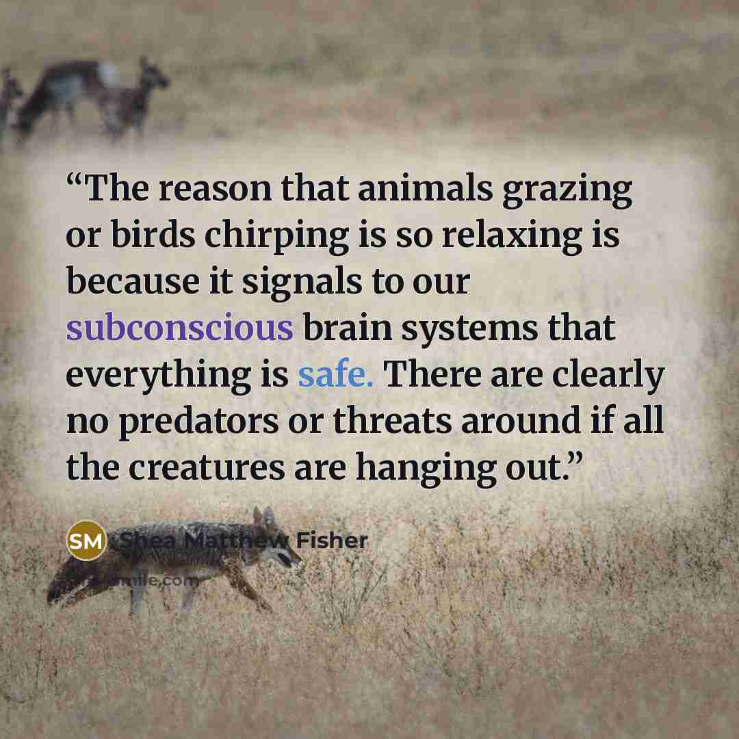 “The reason that animals grazing or birds chirping is so relaxing is because it signals to our subconscious brain systems that everything is safe. There are clearly no predators or threats around if all the creatures are hanging out.” quote by Shea Matthew Fisher
