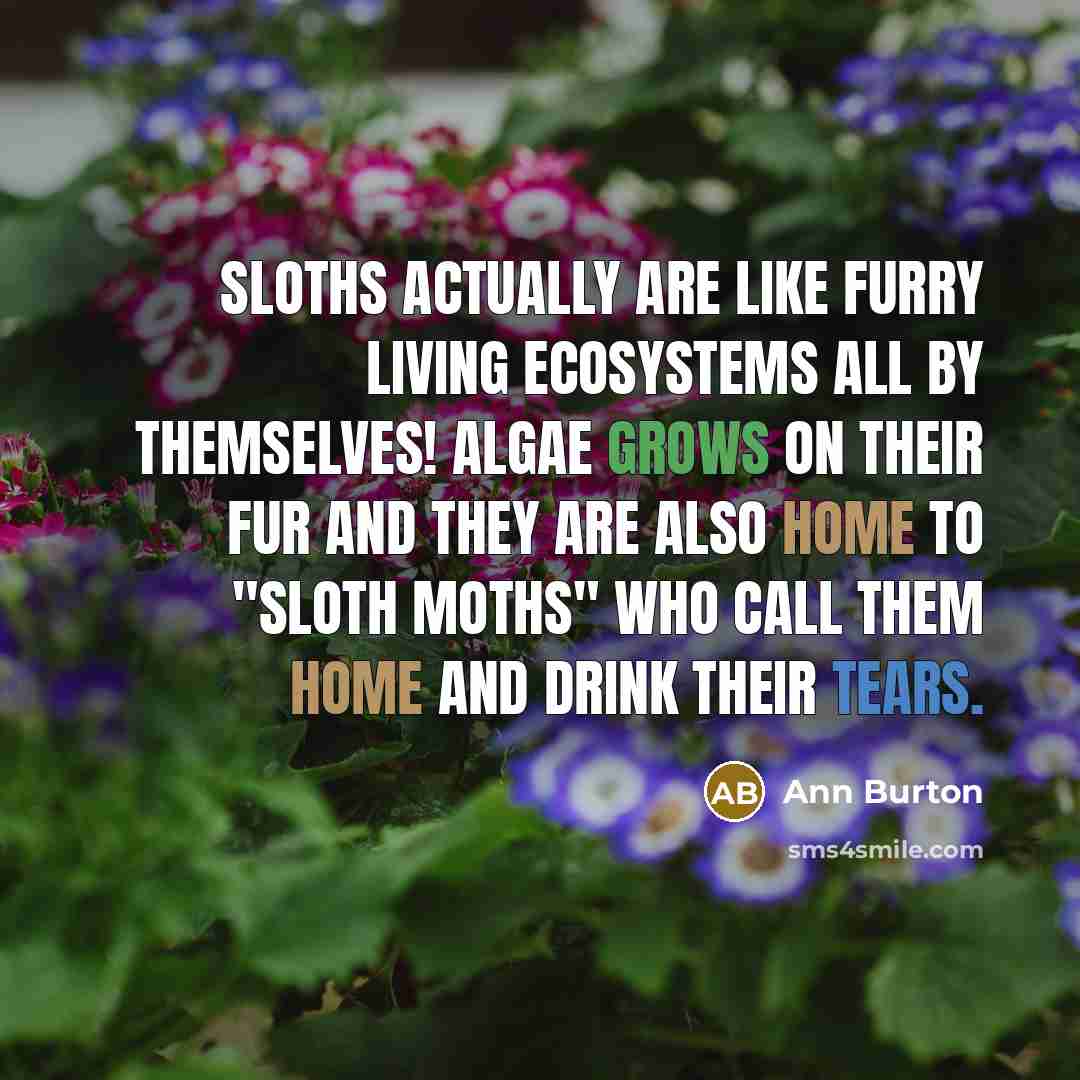 “Sloths actually are like furry living ecosystems all by themselves! Algae grows on their fur and they are also home to "sloth moths" who call them home and drink their tears.” quote by Ann Burton