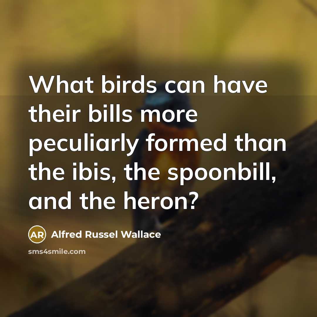 “What birds can have their bills more peculiarly formed than the ibis, the spoonbill, and the heron?” quote by Alfred Russel Wallace
