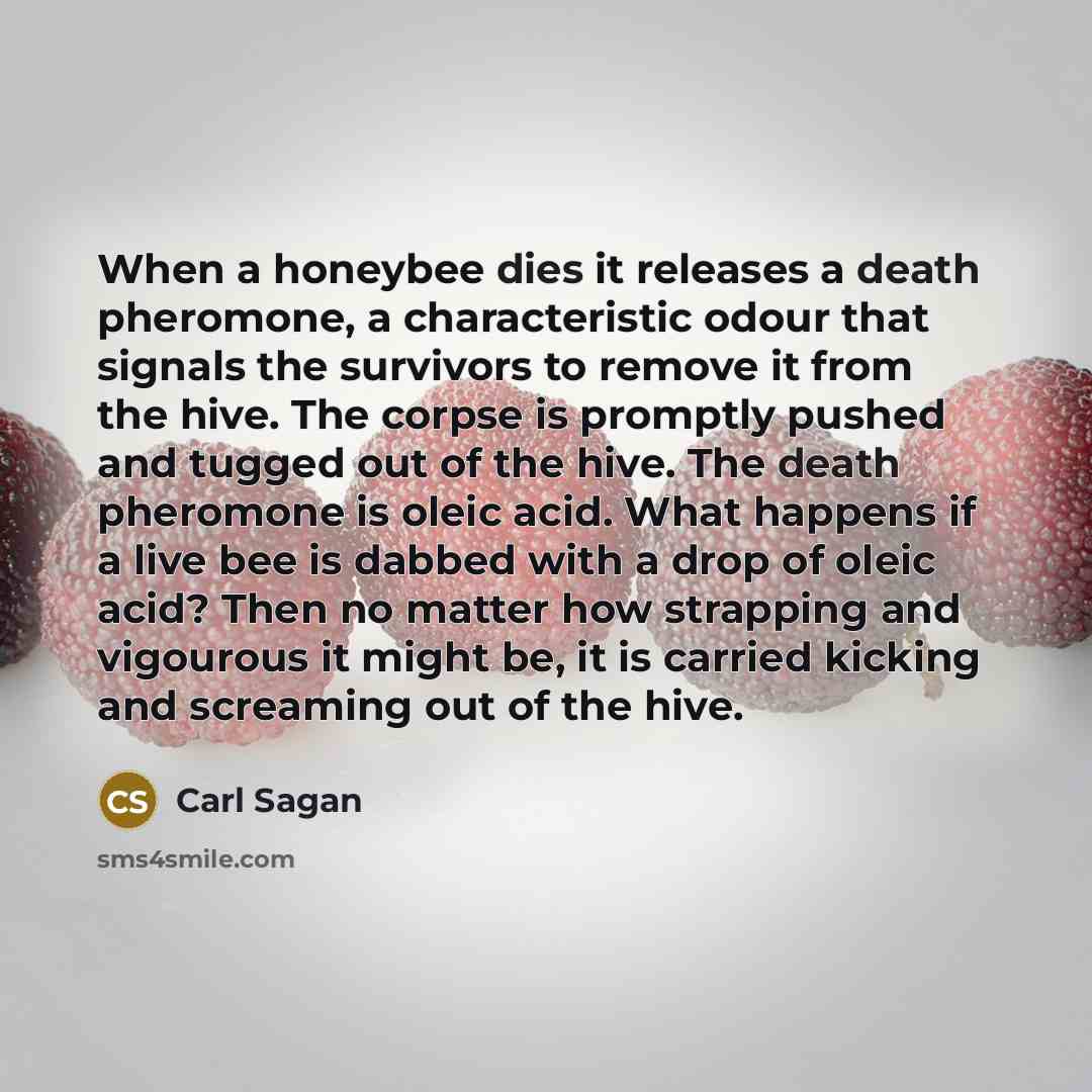 “When a honeybee dies it releases a death pheromone, a characteristic odour that signals the survivors to remove it from the hive. The corpse is promptly pushed and tugged out of the hive. The death pheromone is oleic acid. What happens if a live bee is dabbed with a drop of oleic acid? Then no…” quote by Carl Sagan