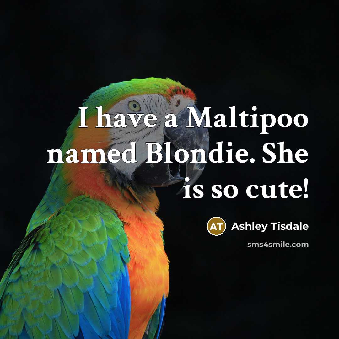 “I have a Maltipoo named Blondie. She is so cute!” quote by Ashley Tisdale