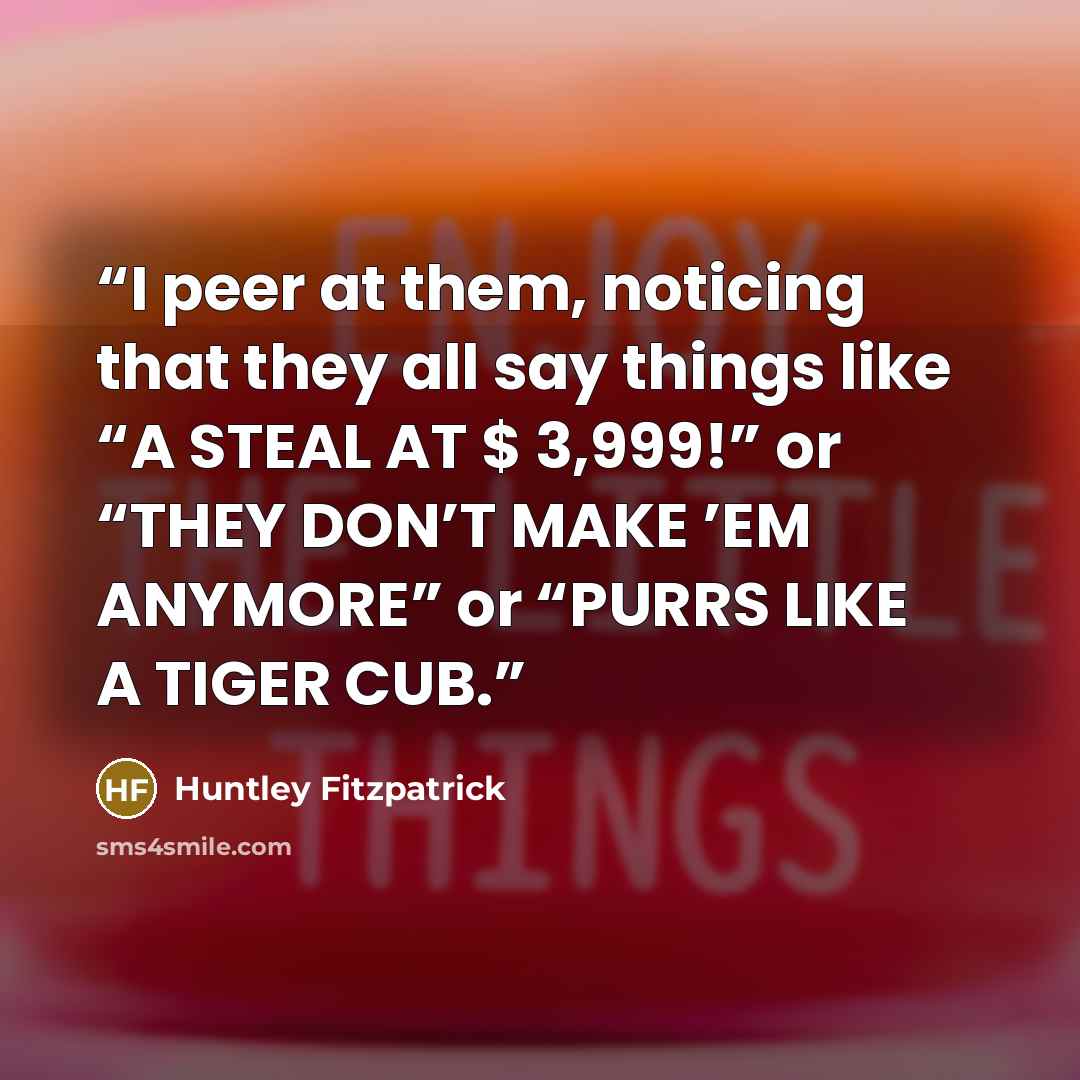 “I peer at them, noticing that they all say things like “A STEAL AT $ 3,999!” or “THEY DON’T MAKE ’EM ANYMORE” or “PURRS LIKE A TIGER CUB.” quote by Huntley Fitzpatrick