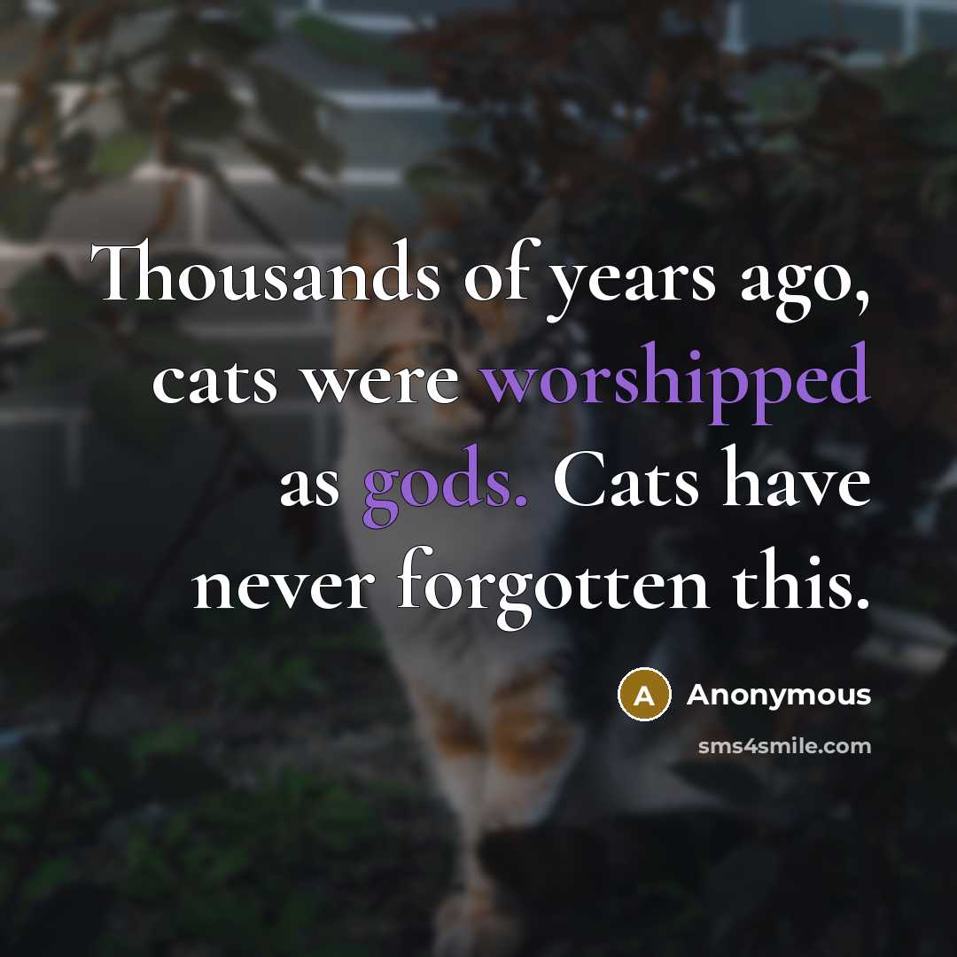 “Thousands of years ago, cats were worshipped as gods. Cats have never forgotten this.” quote by Anonymous