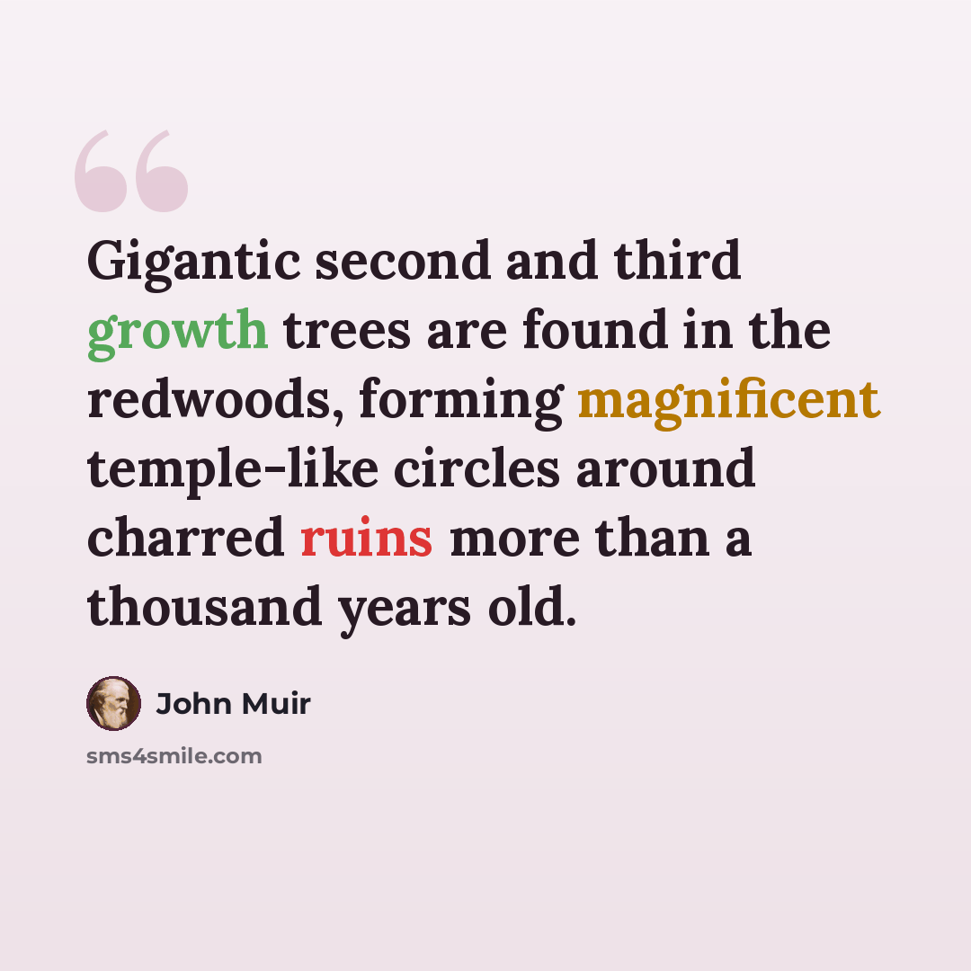 “Gigantic second and third growth trees are found in the redwoods, forming magnificent temple-like circles around charred ruins more than a thousand years old.” quote by John Muir