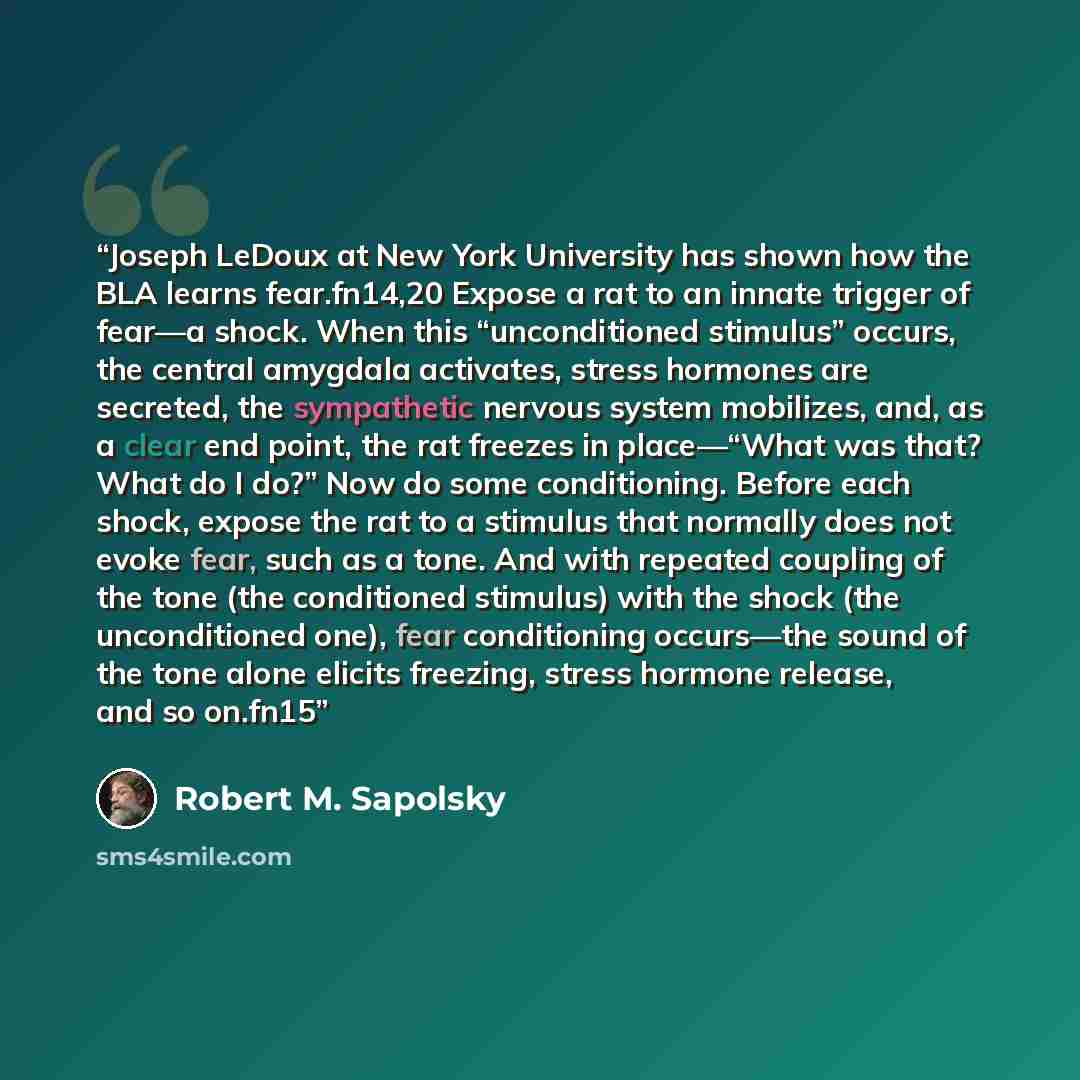 “Joseph LeDoux at New York University has shown how the BLA learns fear.fn14,20 Expose a rat to an innate trigger of fear—a shock. When this “unconditioned stimulus” occurs, the central amygdala activates, stress hormones are secreted, the sympathetic nervous system mobilizes, and, as a clear end…” quote by Robert M. Sapolsky