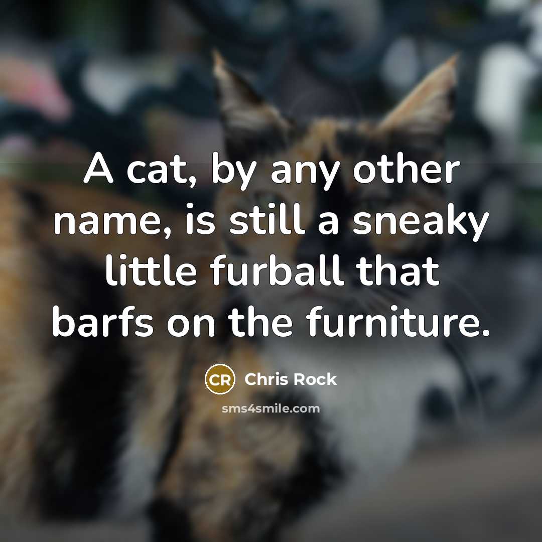 “A cat, by any other name, is still a sneaky little furball that barfs on the furniture.” quote by Chris Rock