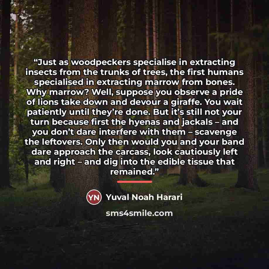 “Just as woodpeckers specialise in extracting insects from the trunks of trees, the first humans specialised in extracting marrow from bones. Why marrow? Well, suppose you observe a pride of lions take down and devour a giraffe. You wait patiently until they’re done. But it’s still not your turn…” quote by Yuval Noah Harari