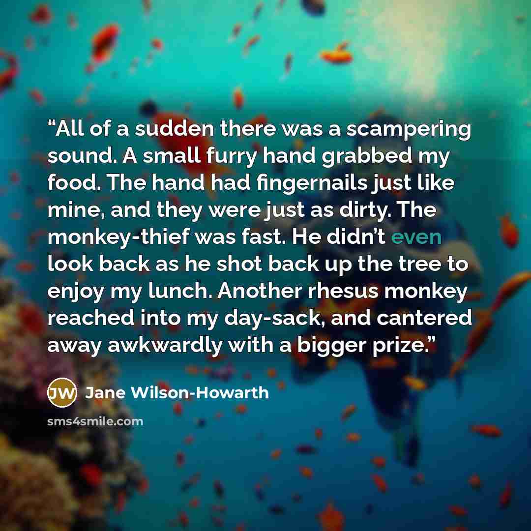 “All of a sudden there was a scampering sound. A small furry hand grabbed my food. The hand had fingernails just like mine, and they were just as dirty. The monkey-thief was fast. He didn’t even look back as he shot back up the tree to enjoy my lunch. Another rhesus monkey reached into my day-sack…” quote by Jane Wilson-Howarth
