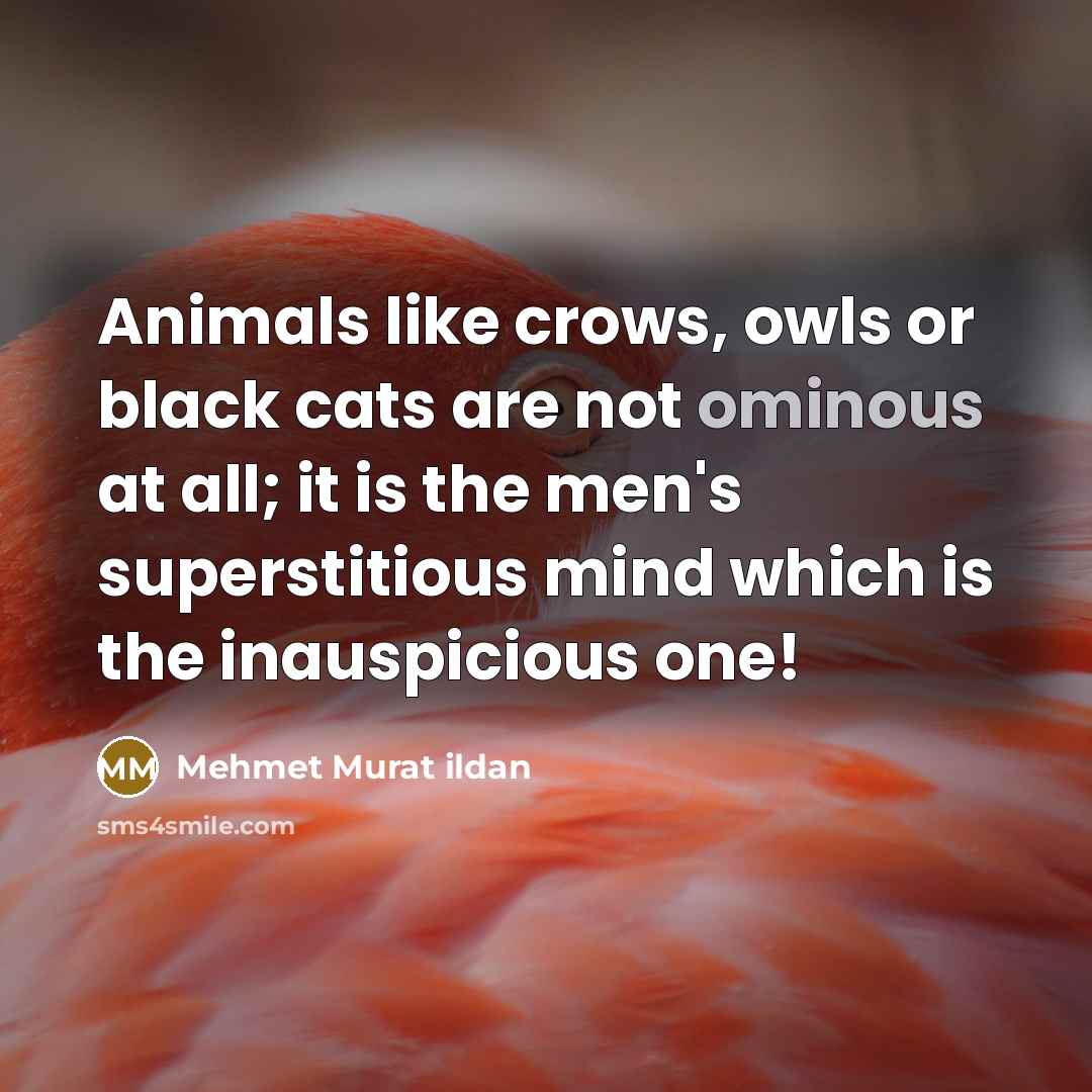 “Animals like crows, owls or black cats are not ominous at all; it is the men's superstitious mind which is the inauspicious one!” quote by Mehmet Murat Ildan