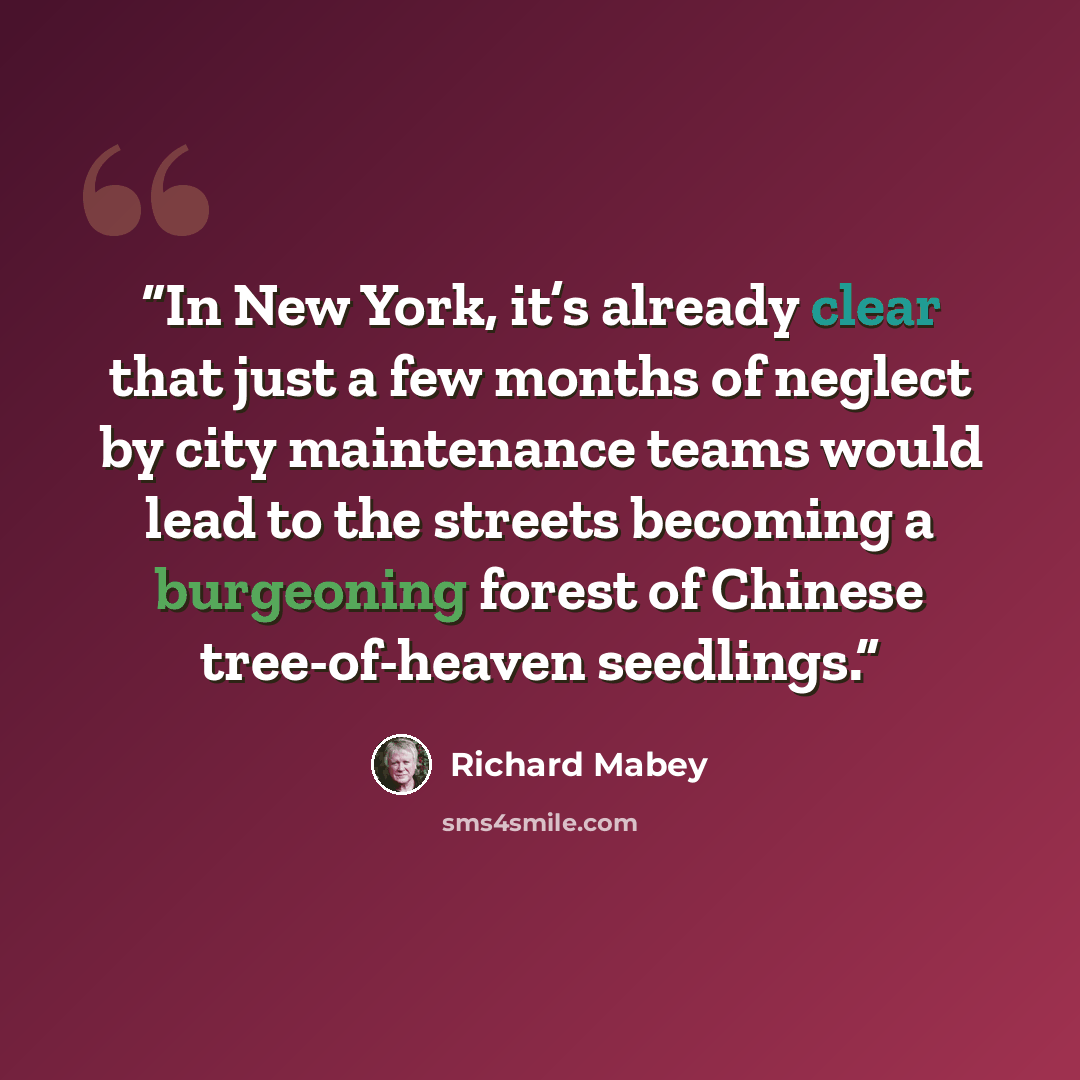 “In New York, it’s already clear that just a few months of neglect by city maintenance teams would lead to the streets becoming a burgeoning forest of Chinese tree-of-heaven seedlings.” quote by Richard Mabey