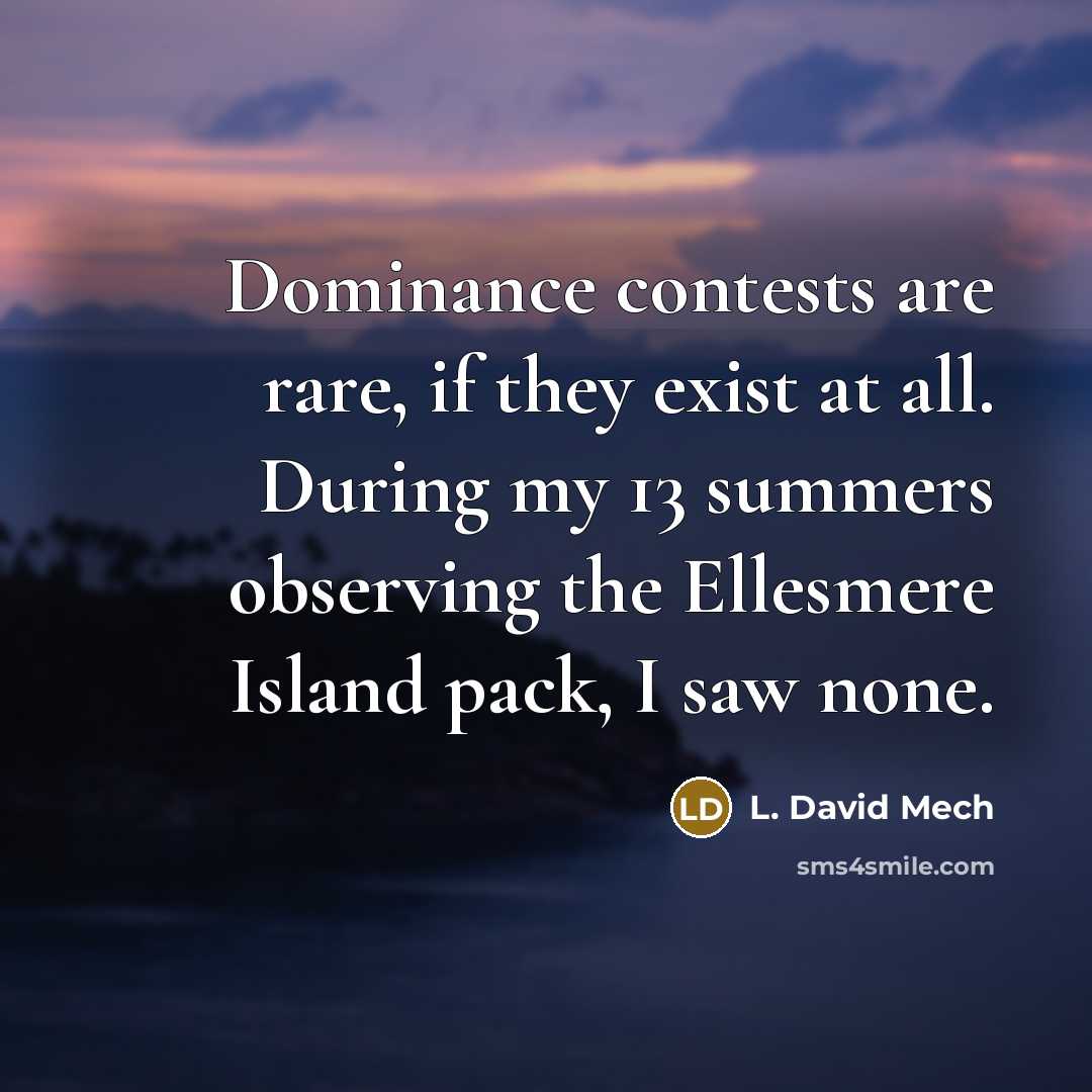 “Dominance contests are rare, if they exist at all. During my 13 summers observing the Ellesmere Island pack, I saw none.” quote by L. David Mech