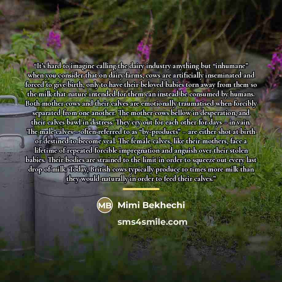 “It’s hard to imagine calling the dairy industry anything but “inhumane” when you consider that on dairy farms, cows are artificially inseminated and forced to give birth, only to have their beloved babies torn away from them so the milk that nature intended for them can instead be consumed by…” quote by Mimi Bekhechi