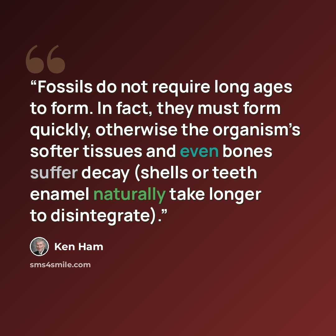 “Fossils do not require long ages to form. In fact, they must form quickly, otherwise the organism’s softer tissues and even bones suffer decay (shells or teeth enamel naturally take longer to disintegrate).” quote by Ken Ham