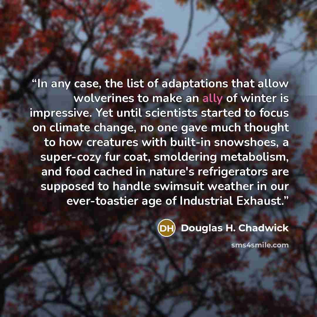 “In any case, the list of adaptations that allow wolverines to make an ally of winter is impressive. Yet until scientists started to focus on climate change, no one gave much thought to how creatures with built-in snowshoes, a super-cozy fur coat, smoldering metabolism, and food cached in nature's…” quote by Douglas H. Chadwick