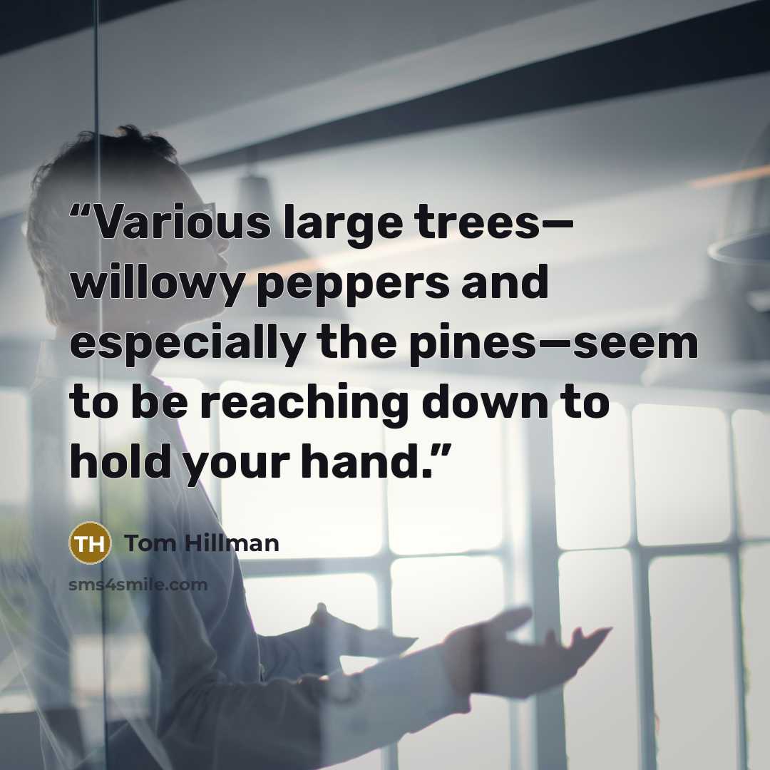 “Various large trees— willowy peppers and especially the pines—seem to be reaching down to hold your hand.” quote by Tom Hillman