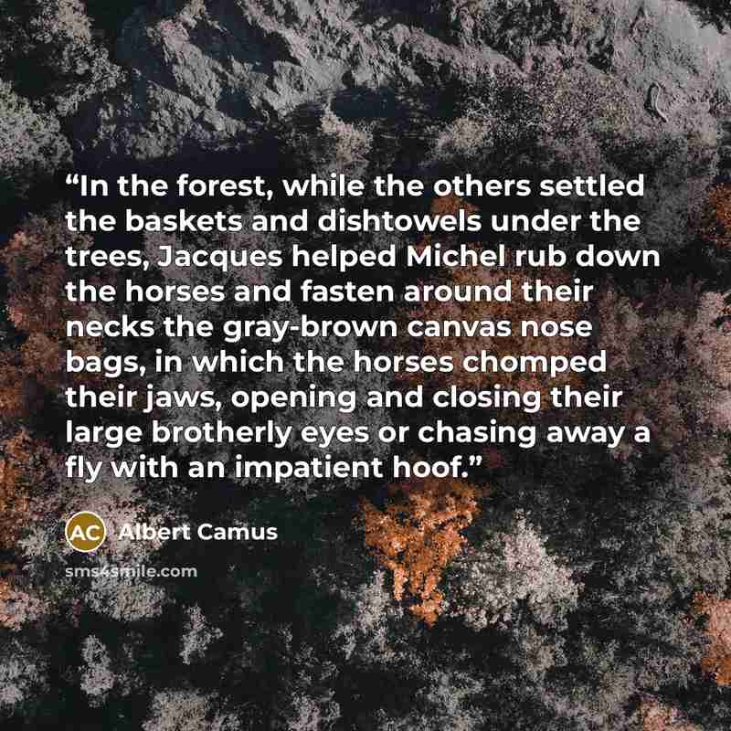 “In the forest, while the others settled the baskets and dishtowels under the trees, Jacques helped Michel rub down the horses and fasten around their necks the gray-brown canvas nose bags, in which the horses chomped their jaws, opening and closing their large brotherly eyes or chasing away a fly…” quote by Albert Camus