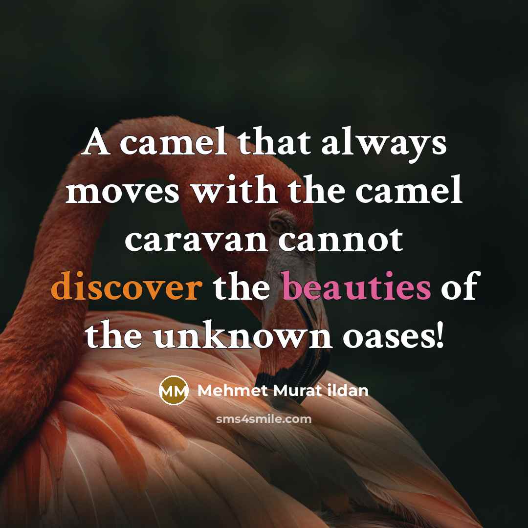 “A camel that always moves with the camel caravan cannot discover the beauties of the unknown oases!” quote by Mehmet Murat Ildan
