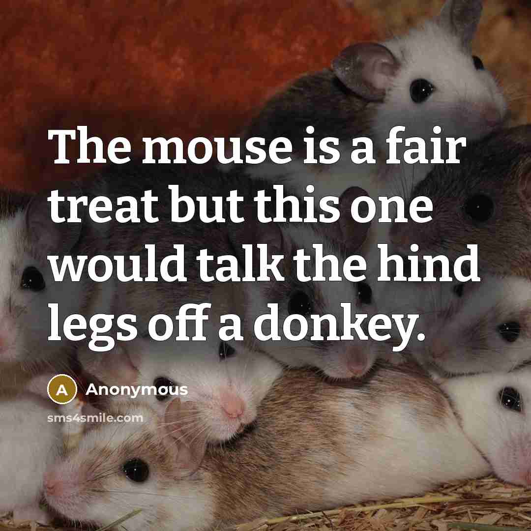 “The mouse is a fair treat but this one would talk the hind legs off a donkey.” quote by Anonymous