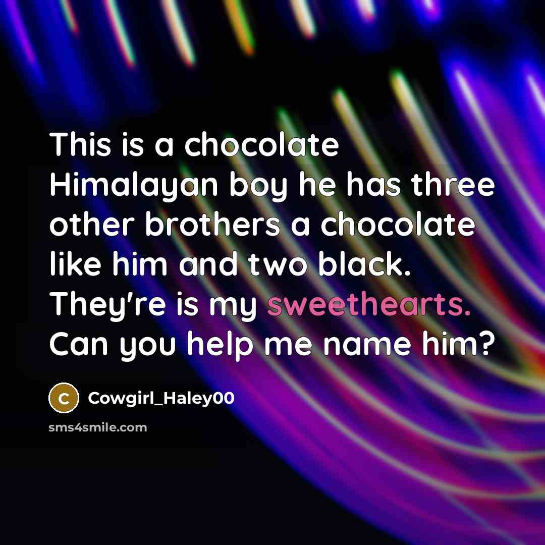 “This is a chocolate Himalayan boy he has three other brothers a chocolate like him and two black. They're is my sweethearts. Can you help me name him?” quote by Cowgirl_Haley00