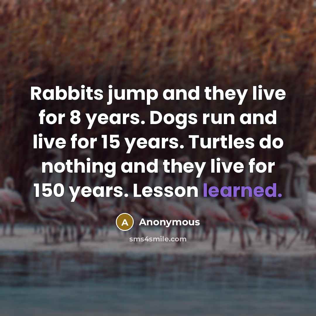 “Rabbits jump and they live for 8 years. Dogs run and live for 15 years. Turtles do nothing and they live for 150 years. Lesson learned.” quote by Anonymous