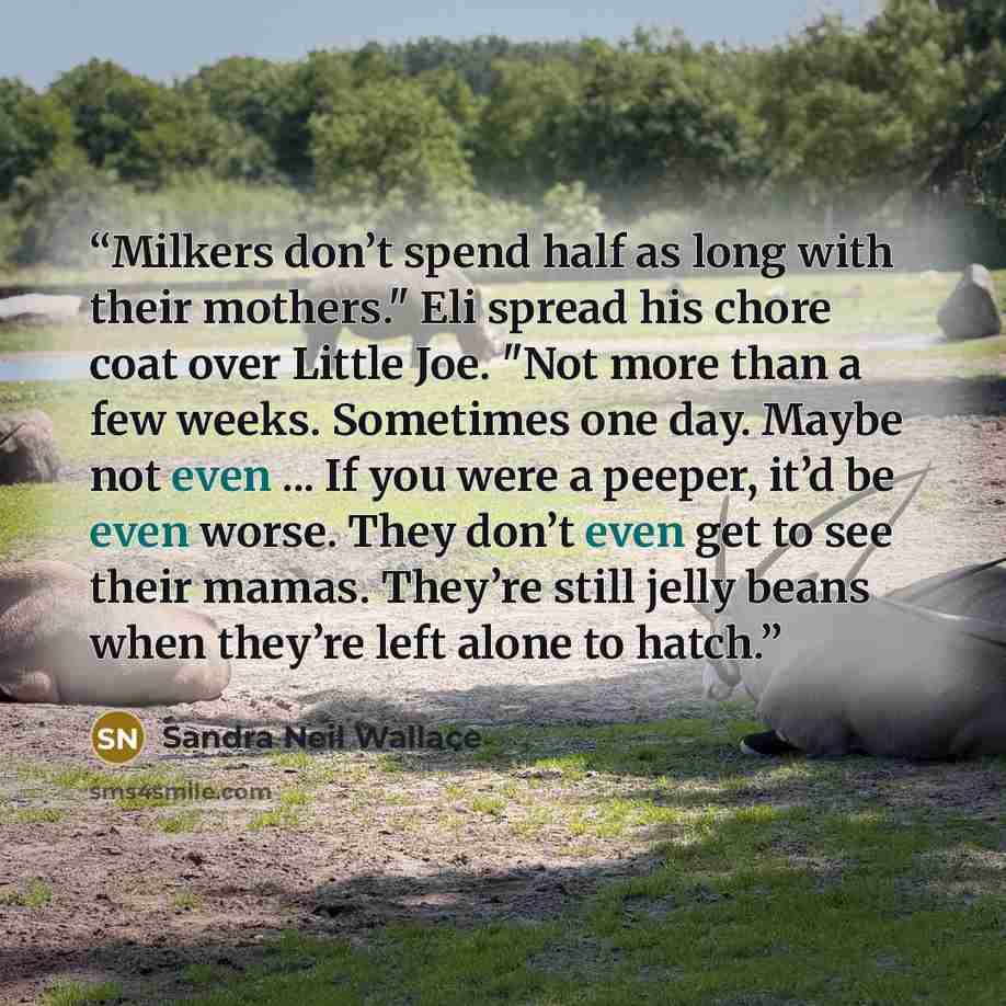 “Milkers don’t spend half as long with their mothers." Eli spread his chore coat over Little Joe. "Not more than a few weeks. Sometimes one day. Maybe not even ... If you were a peeper, it’d be even worse. They don’t even get to see their mamas. They’re still jelly beans when they’re left alone to…” quote by Sandra Neil Wallace