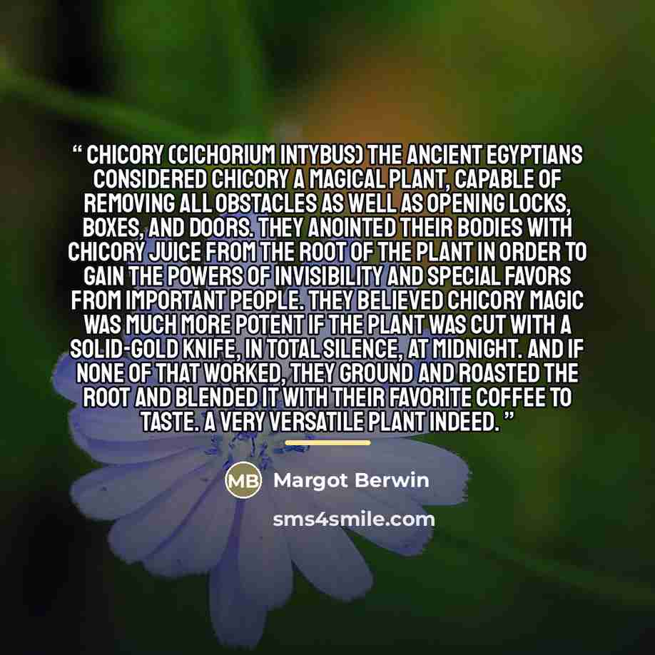 “Chicory (Cichorium intybus) The ancient Egyptians considered chicory a magical plant, capable of removing all obstacles as well as opening locks, boxes, and doors. They anointed their bodies with chicory juice from the root of the plant in order to gain the powers of invisibility and special…” quote by Margot Berwin