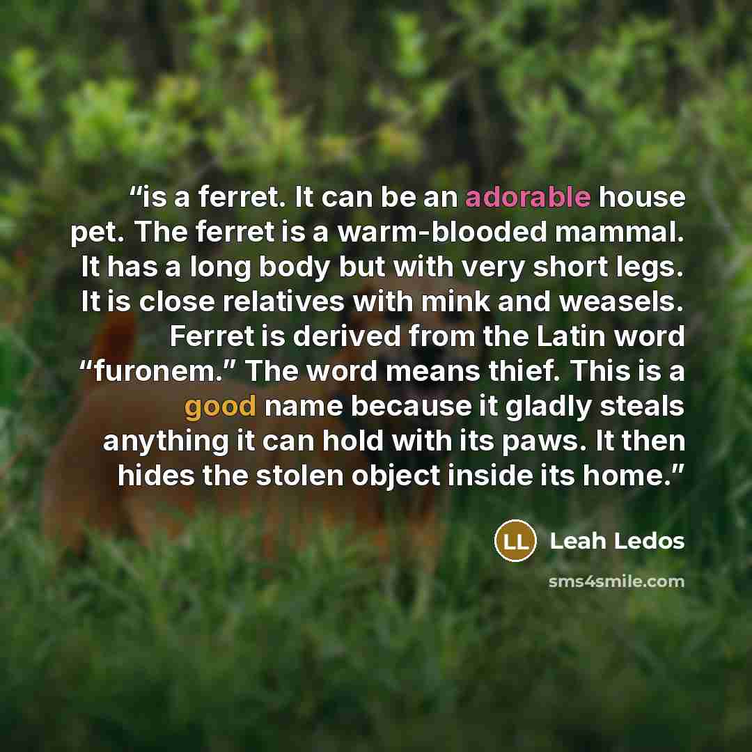 “is a ferret. It can be an adorable house pet. The ferret is a warm-blooded mammal. It has a long body but with very short legs. It is close relatives with mink and weasels. Ferret is derived from the Latin word “furonem.” The word means thief. This is a good name because it gladly steals anything…” quote by Leah Ledos