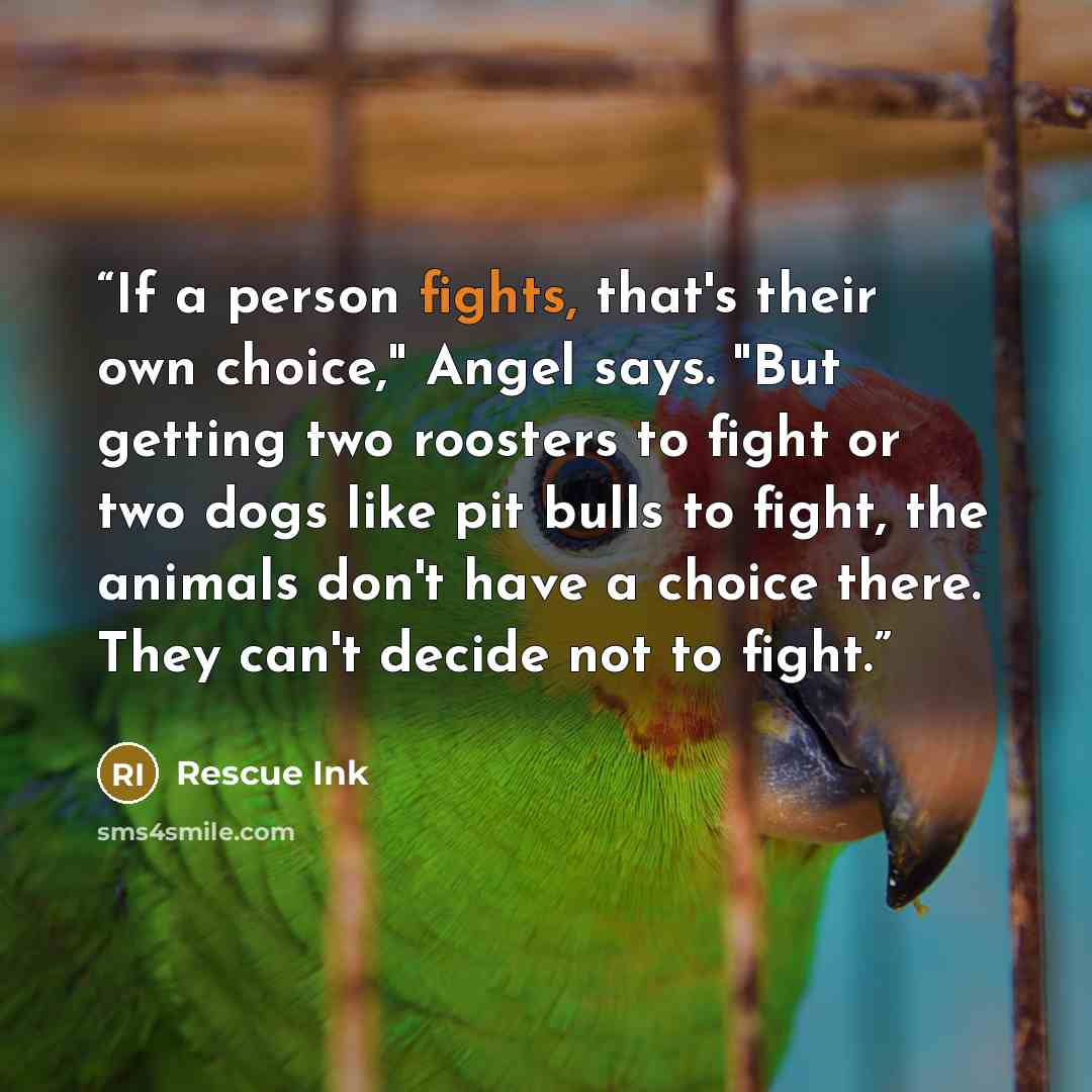 “If a person fights, that's their own choice," Angel says. "But getting two roosters to fight or two dogs like pit bulls to fight, the animals don't have a choice there. They can't decide not to fight.” quote by Rescue Ink