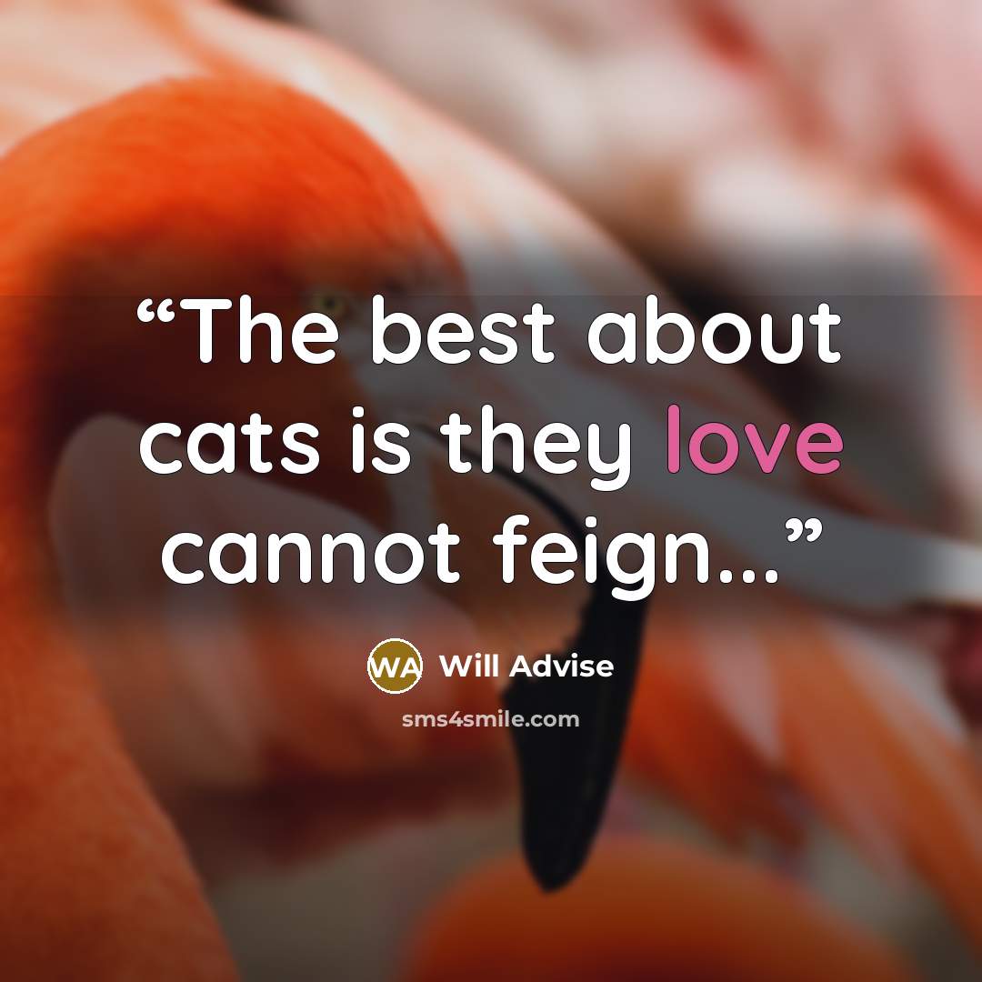 “The best about cats is they love cannot feign...” quote by Will Advise
