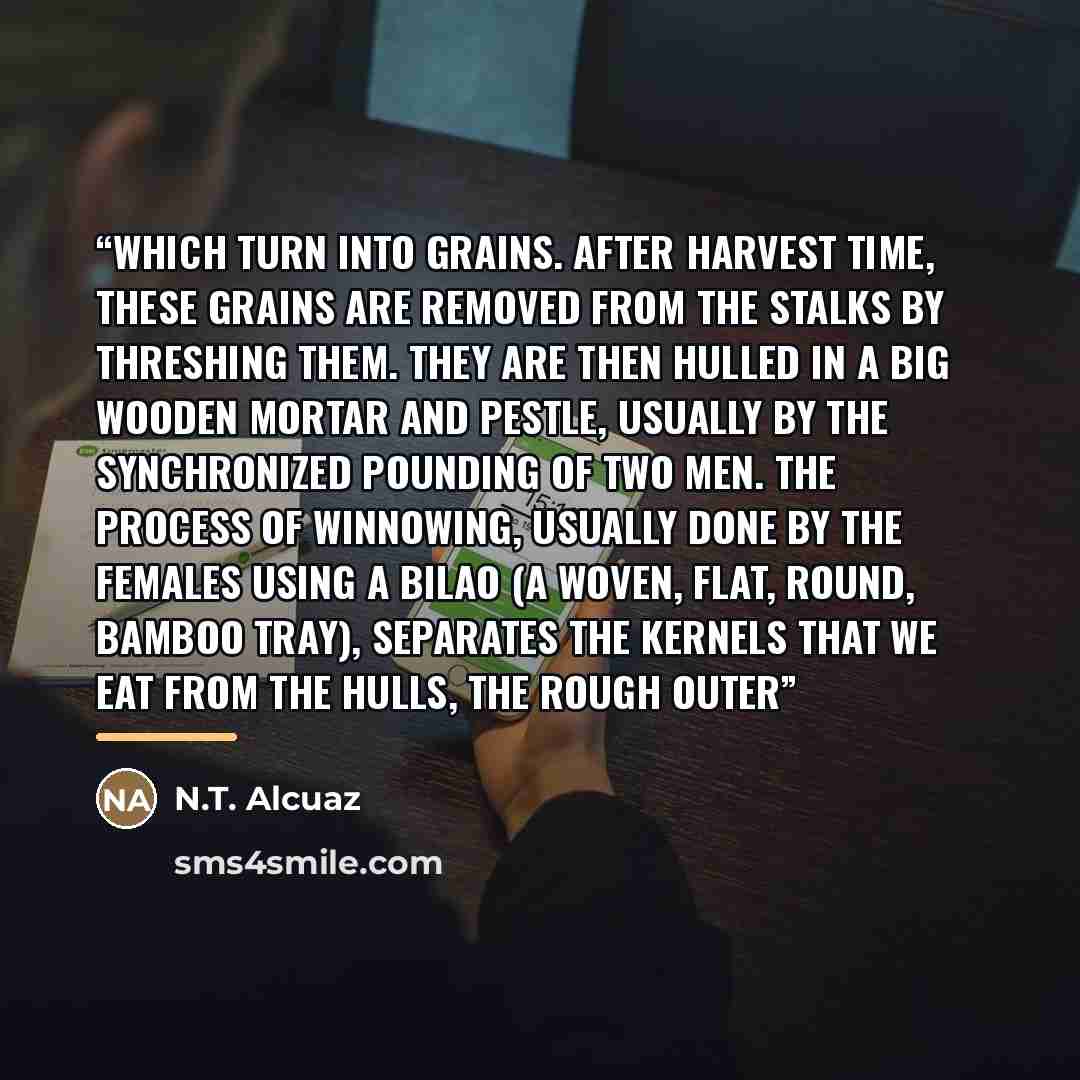 “which turn into grains. After harvest time, these grains are removed from the stalks by threshing them. They are then hulled in a big wooden mortar and pestle, usually by the synchronized pounding of two men. The process of winnowing, usually done by the females using a bilao (a woven, flat…” quote by N.T. Alcuaz