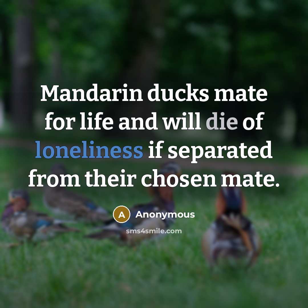 “Mandarin ducks mate for life and will die of loneliness if separated from their chosen mate.” quote by Anonymous