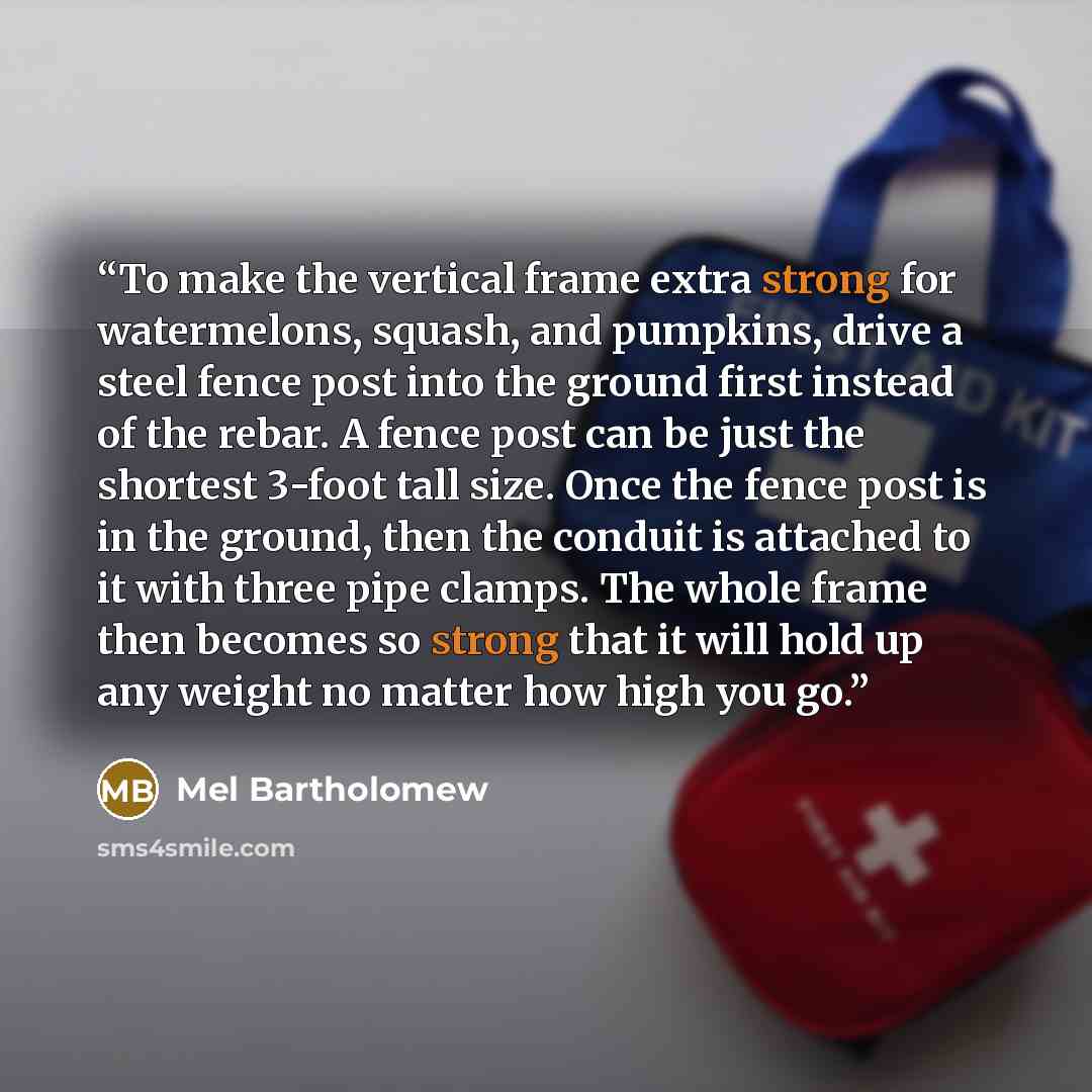 “To make the vertical frame extra strong for watermelons, squash, and pumpkins, drive a steel fence post into the ground first instead of the rebar. A fence post can be just the shortest 3-foot tall size. Once the fence post is in the ground, then the conduit is attached to it with three pipe…” quote by Mel Bartholomew
