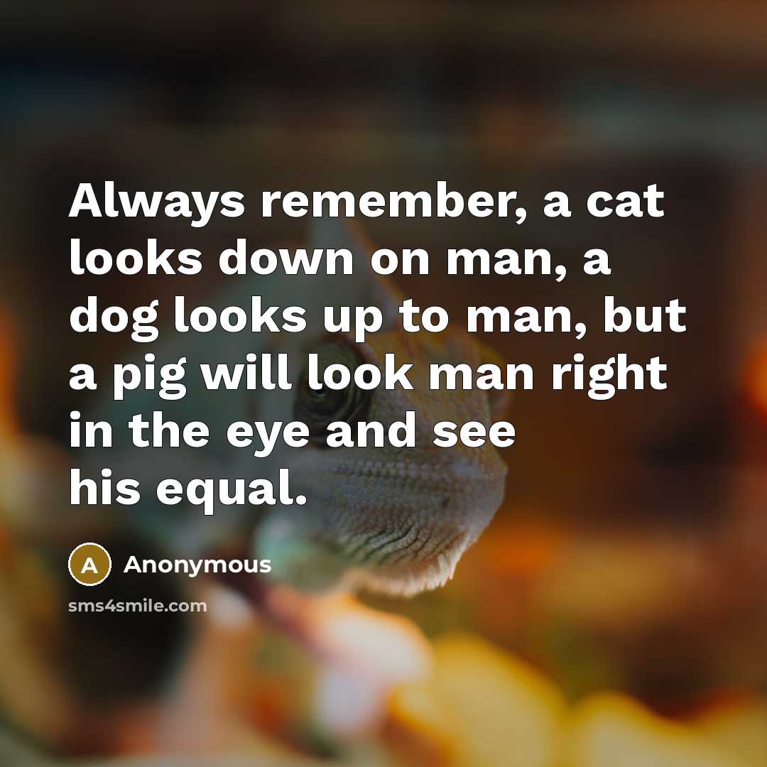 “Always remember, a cat looks down on man, a dog looks up to man, but a pig will look man right in the eye and see his equal.” quote by Anonymous
